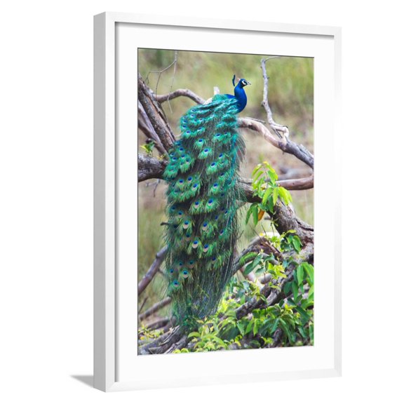 Art.com Peacock Perching on a Branch, Kanha National Park, Madhya Pradesh, India Photographic Print, White Frame Wall Art, 21" x 29"
