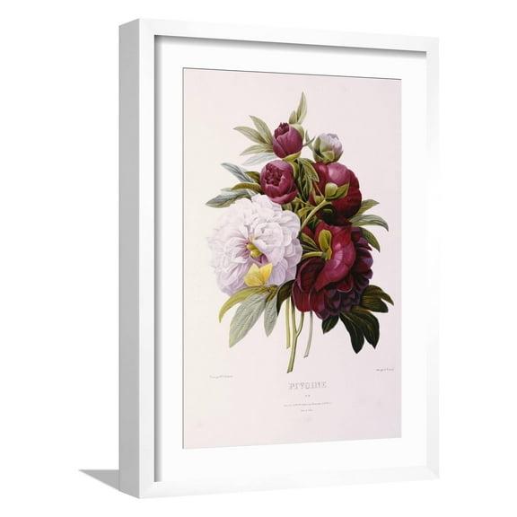 Art.com Peonies Giclee Print by Pierre-Joseph RedoutÃ©, White Frame Wall Art, 17" x 23"