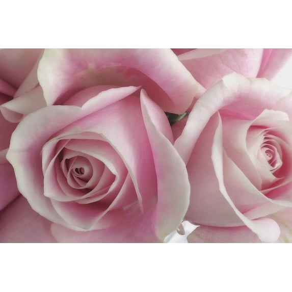 Art.com Perfectly Pink IV Photo by Monika Burkhart, 36" x 24"