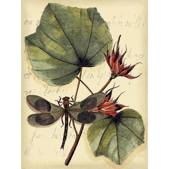 Art.com Petite Dragonflies I Art Print by Vision Studio, 12" x 16"