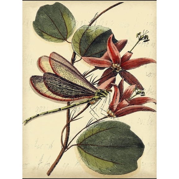 Art.com Petite Dragonflies III Art Print by Vision Studio, 12" x 16"