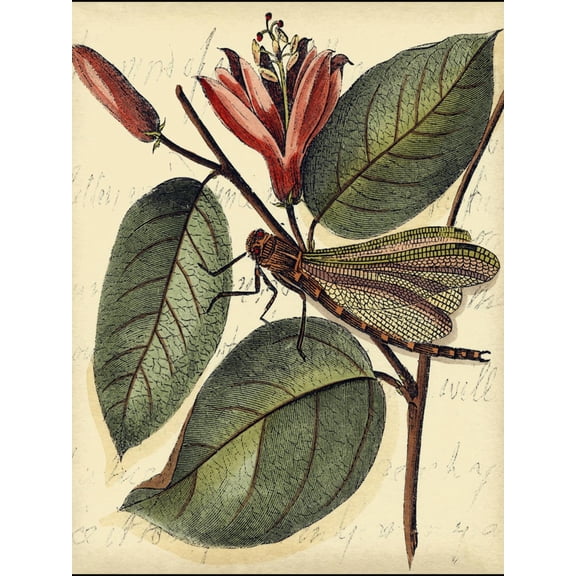 Art.com Petite Dragonflies V Art Print by Vision Studio, 12" x 16"
