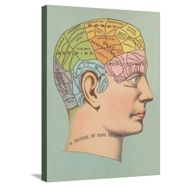 Art.com Phrenology Chart of Head Stretched Canvas Print Wall Art, 18" x 24"