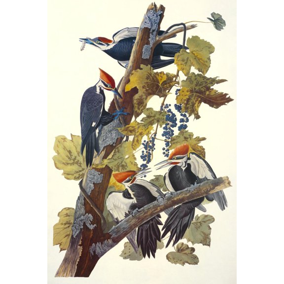 Art.com Pileated Woodpecker Art Print by John James Audubon, 12" x 18"