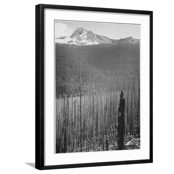Art.com Pine Trees Snow Covered Mts In Bkgd Burned Area Glacier National Park Montana 1933-1942 Art Print by Ansel Adams, Black Frame Wall Art, 23" x 29"