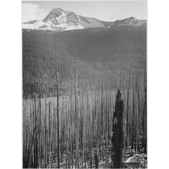 Art.com Pine Trees Snow Covered Mts In Bkgd Burned Area Glacier National Park Montana 1933-1942 Art Print by Ansel Adams, 12" x 16"