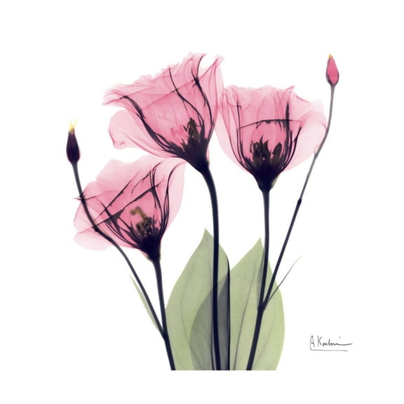 Art.com Pink Gentian Art Print by Albert Koetsier, 16" x 16"