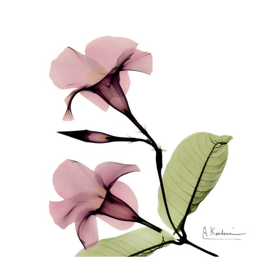 Art.com Pink Mandelila Premium Giclee Print by Albert Koetsier, 16" x 16"