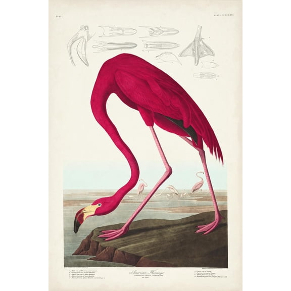 Art.com Pl 431 American Flamingo Art Print by John James Audubon, 12" x 18"