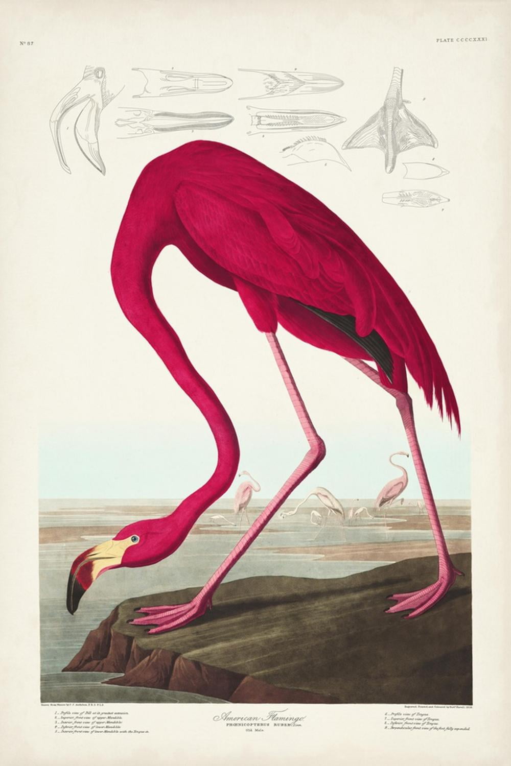 American Flamingo Canvas Print by John James Audubon, 16" x 24"