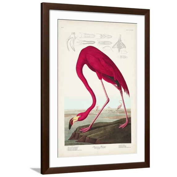 Art.com Pl 431 American Flamingo Art Print by John James Audubon, Brown Frame Wall Art, 32" x 44"