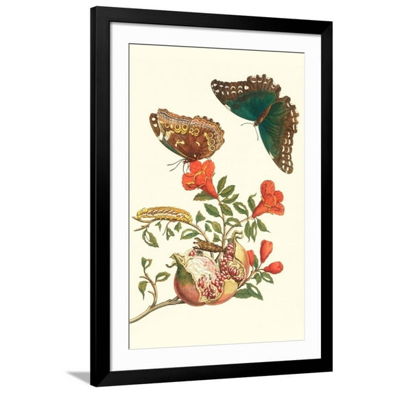 Art.com Pomegranate and Butterflies Art Print by Maria Sibylla Merian, Black Frame Wall Art, 32" x 44"