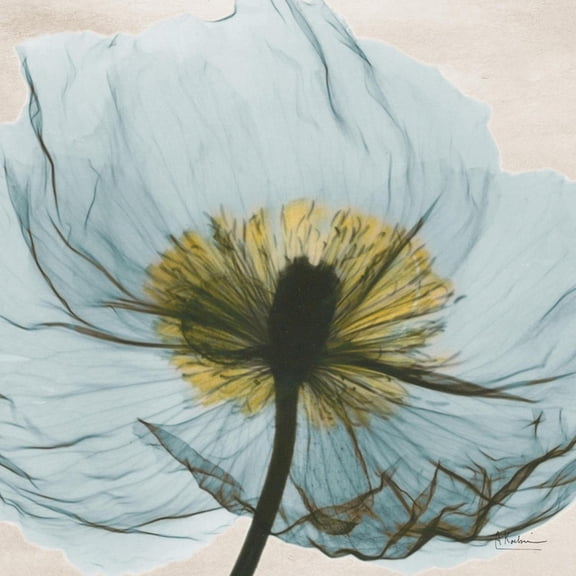 Art.com Poppy Close-Up Art Print by Albert Koetsier, 16" x 16"
