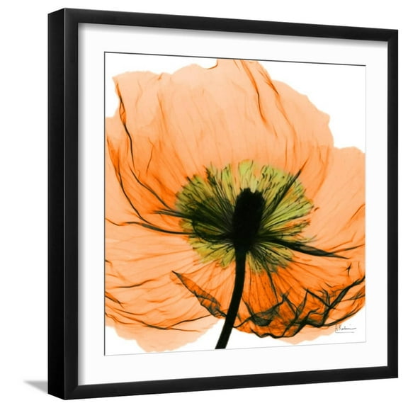 Art.com Poppy Orange Photographic Print by Albert Koetsier, Black Frame Wall Art, 21" x 21"