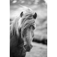 thumbnail image 1 of Art.com Portrait of Icelandic Horse in Black and White Photographic Print by Aleksandar Mijatovic, 24" x 36", 1 of 4