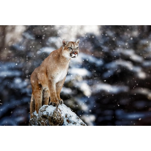 Art.com Portrait of a Cougar, Mountain Lion, Puma, Panther, Striking a Pose on a Fallen Tree, Winter Scene Photographic Print, 18" x 12"