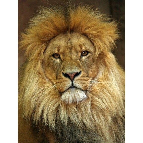 Art.com Portrait of a Lion Photo, 24" x 32"