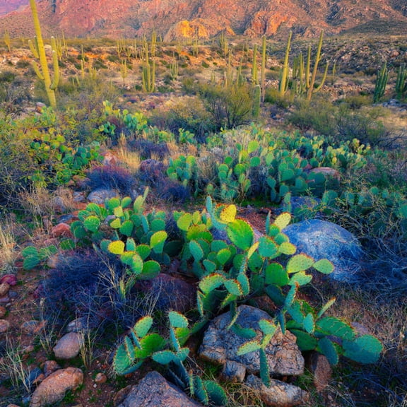 Art.com Prickly Pear and Saguaro Cacti, Santa Catalina Mountains, Oro Valley, Arizona, USA Photographic Print, 16" x 16"