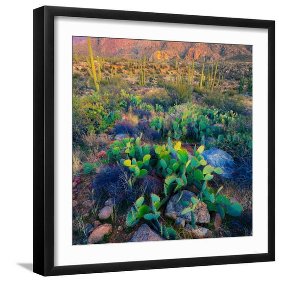 Art.com Prickly Pear and Saguaro Cacti, Santa Catalina Mountains, Oro Valley, Arizona, USA Photographic Print, Black Frame Wall Art, 21" x 21"