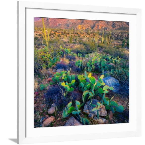 Art.com Prickly Pear and Saguaro Cacti, Santa Catalina Mountains, Oro Valley, Arizona, USA Photographic Print, White Frame Wall Art, 38" x 38"