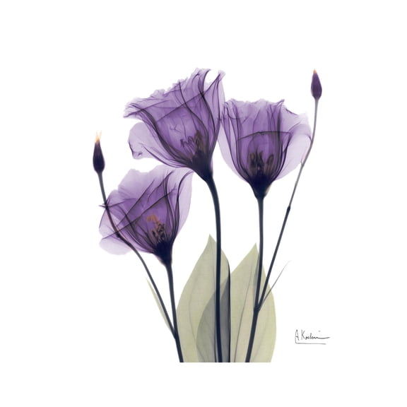 Art.com Purple Gentian Triplet Premium Giclee Print by Albert Koetsier, 18" x 24"
