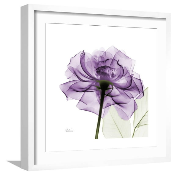Art.com Purple Rose Art Print by Albert Koetsier, White Frame Wall Art, 21" x 21"