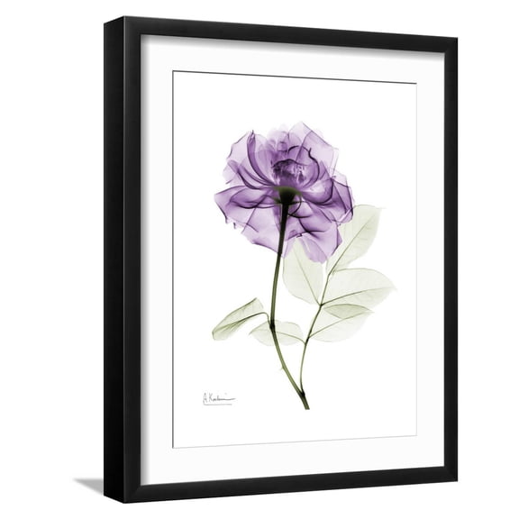 Art.com Purple Rose Portrait Art Print by Albert Koetsier, Black Frame Wall Art, 17" x 21"