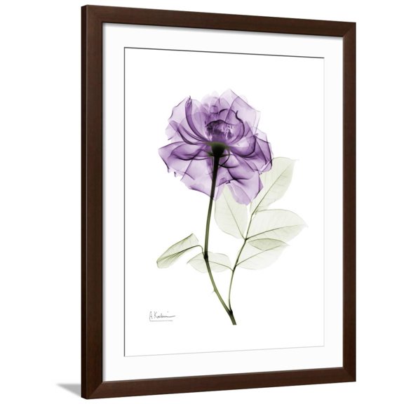 Art.com Purple Rose Portrait Art Print by Albert Koetsier, Brown Frame Wall Art, 32" x 40"