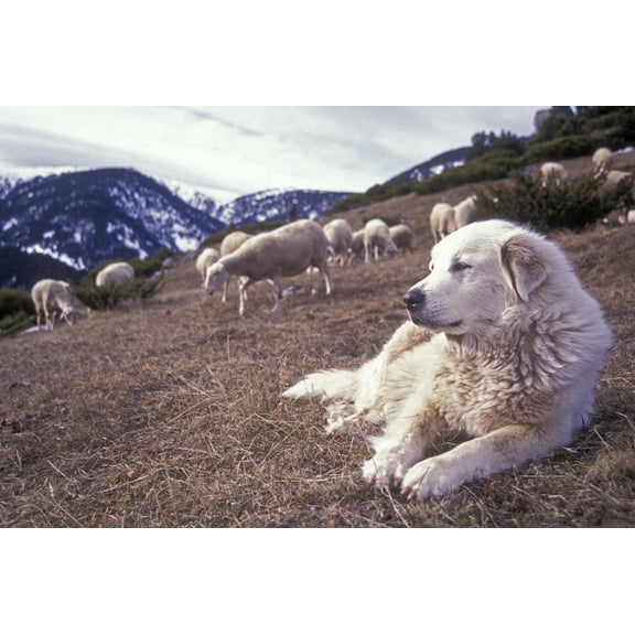 Art.com Pyrenean Mountain Dog Protecting Sheep Photographic Print, 18" x 12"