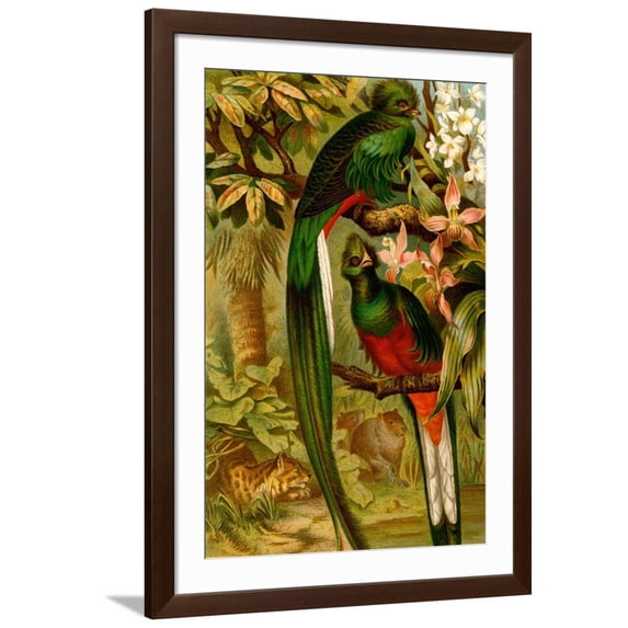 Art.com Quetzal Art Print by F.W. Kuhnert, Brown Frame Wall Art, 32" x 44"