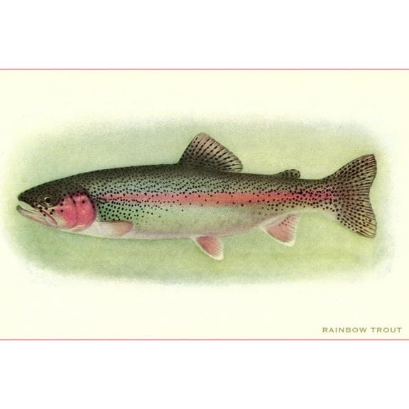 Art.com Rainbow Trout Art Print, 24" x 16"