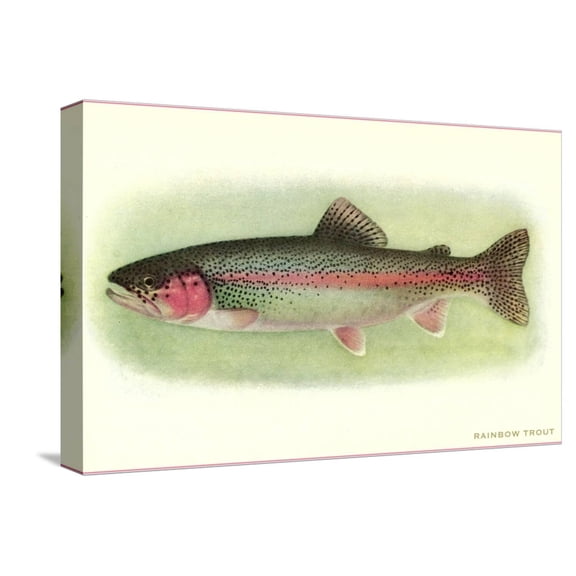 Art.com Rainbow Trout Stretched Canvas Print Wall Art, 18" x 12"