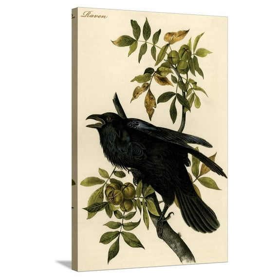 Art.com Raven Stretched Canvas Print Wall Art by John James Audubon, 24" x 36"