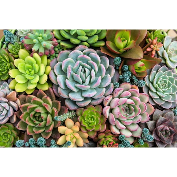 Art.com Rectangular Arrangement of Succulents; Cactus Succulents in a Planter Photographic Print, 18" x 12"