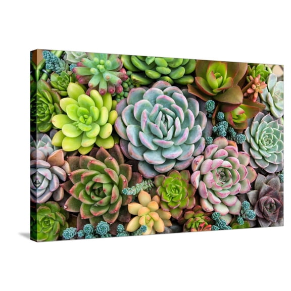 Art.com Rectangular Arrangement of Succulents; Cactus Succulents in a Planter Stretched Canvas Print Wall Art, 36" x 24"