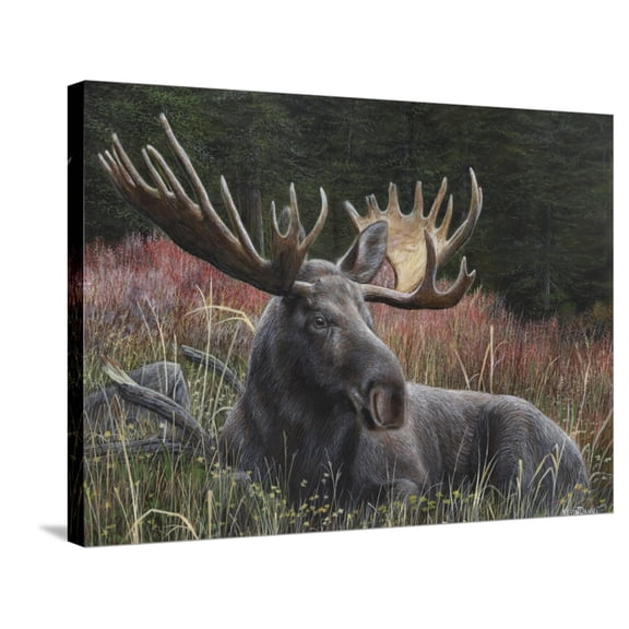 Art.com Recumbent Moose Stretched Canvas Print Wall Art by Kevin Daniel, 32" x 24"
