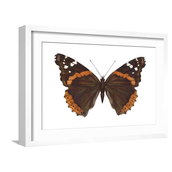 Art.com Red Admiral Butterfly (Vanessa Atalanta), Insects Art Print by Encyclopaedia Britannica, White Frame Wall Art, 23" x 17"