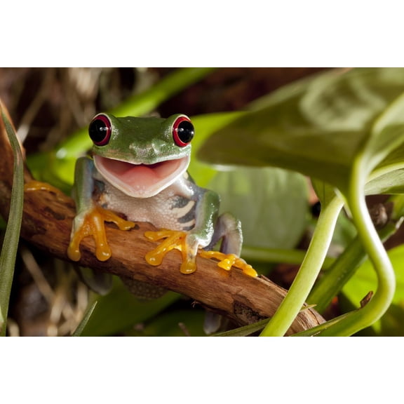 Art.com Red-Eyed Tree Frog Smile Photographic Print by Linas T, 36" x 24"