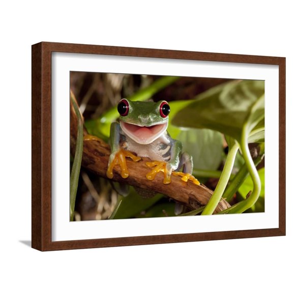 Art.com Red-Eyed Tree Frog Smile Photographic Print by Linas T, Brown Frame Wall Art, 23" x 17"