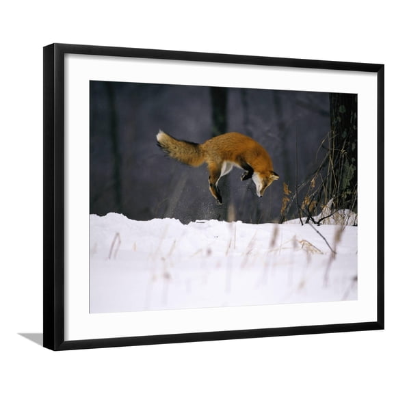 Art.com Red Fox Jumping in the Snow Photographic Print by John Conrad, Black Frame Wall Art, 29" x 23"