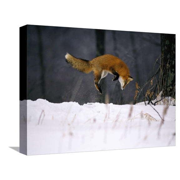 Art.com Red Fox Jumping in the Snow Stretched Canvas Print Wall Art by John Conrad, 16" x 12"