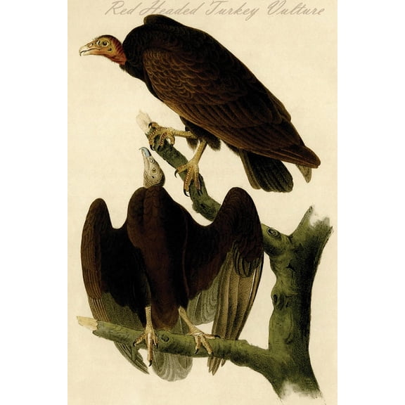 Art.com Red Headed Turkey Vulture Art Print by John James Audubon, 12" x 18"