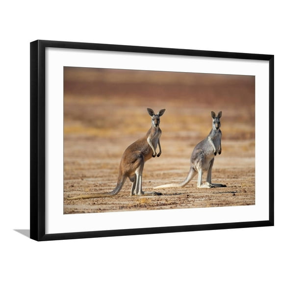 Art.com Red kangaroo on open plain, Australia Photographic Print by Bruce Thomson, Black Frame Wall Art, 29" x 21"