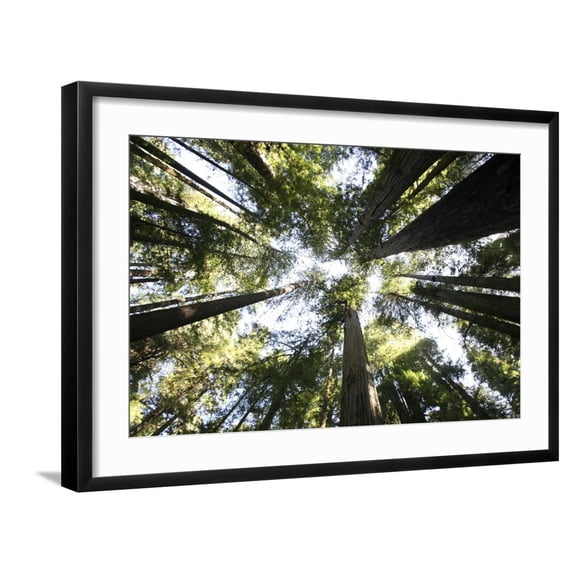 Art.com Redwoods Photographic Print by Chris Bliss, Black Frame Wall Art, 29" x 21"