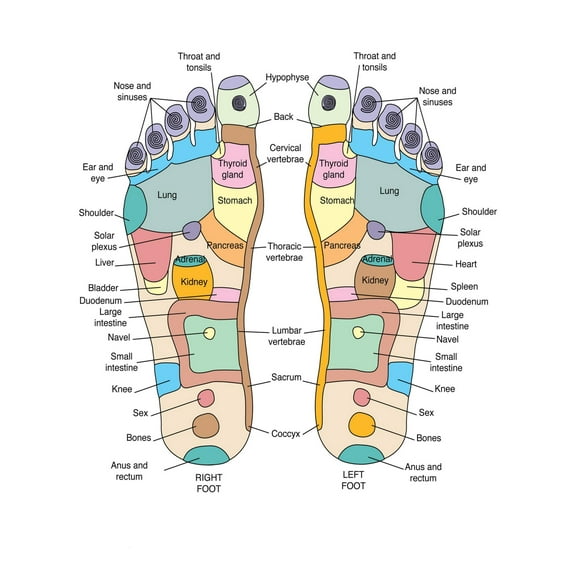 Art.com Reflexology Foot Map, Artwork Photographic Print by Peter Gardiner, 12" x 16"