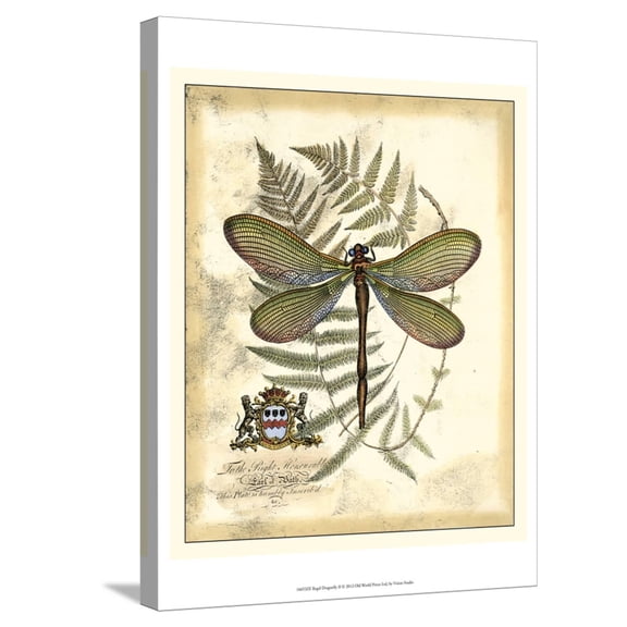 Art.com Regal Dragonfly II Stretched Canvas Print Wall Art by Vision Studio, 18" x 24"
