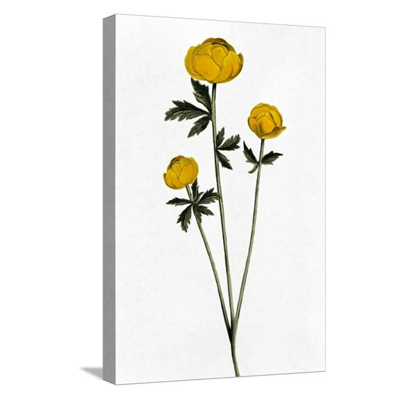 Art.com Rising Triplets Stretched Canvas Print Wall Art by Marcus Prime, 12" x 18"