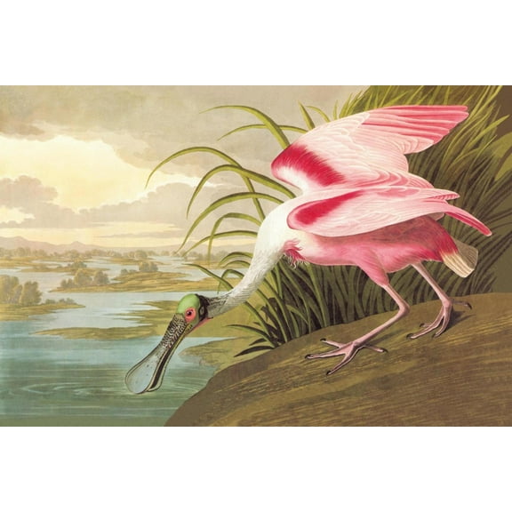 Art.com Roseate Spoonbill Art Print by John James Audubon, 18" x 12"