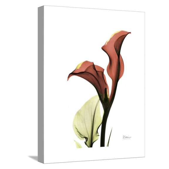 Art.com Ruby Calla Lily Stretched Canvas Print Wall Art by Albert Koetsier, 12" x 16"