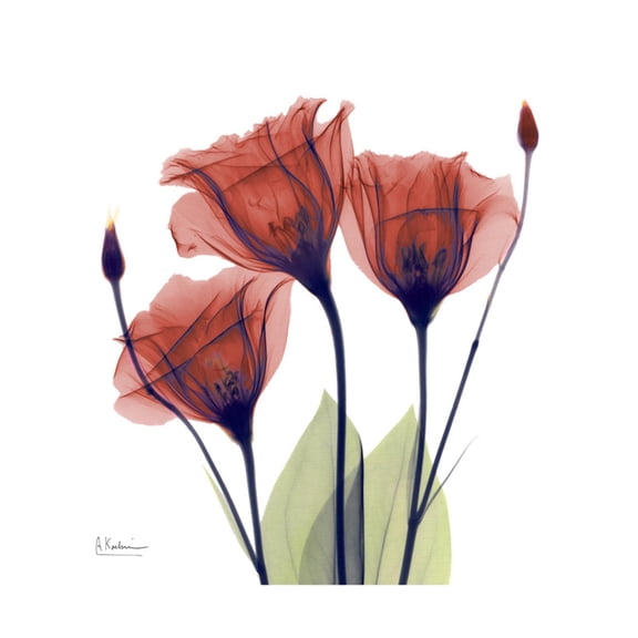 Art.com Ruby Gentian Art Print by Albert Koetsier, 16" x 16"